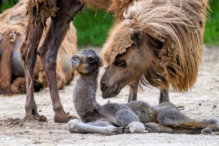 Ilustračný obrázok k článku FOTO: Bratislavská ZOO má úžasný prírastok. Narodilo sa milé dvojhrbé stvorenie!