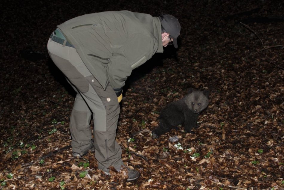 Ilustračný obrázok k článku Nezvyčajná záchranná akcia neďaleko Bystrice: Ratovať museli malé medvieďa, FOTO