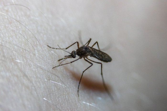 Ilustračný obrázok k článku Lovci komárov sa činia, postreky sa vykonávajú. Prečo nás napriek tomu štípu roje hmyzu?