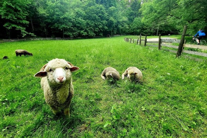Ilustračný obrázok k článku Do lesoparku sa vrátili ovečky. Kde môžete s deťmi pozorovať, ako sa pasú?