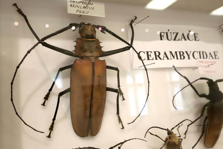 Ilustračný obrázok k článku Videli ste už chrobáka veľkosti dlane? Vo Zvolene máte jedinečnú príležitosť, FOTO