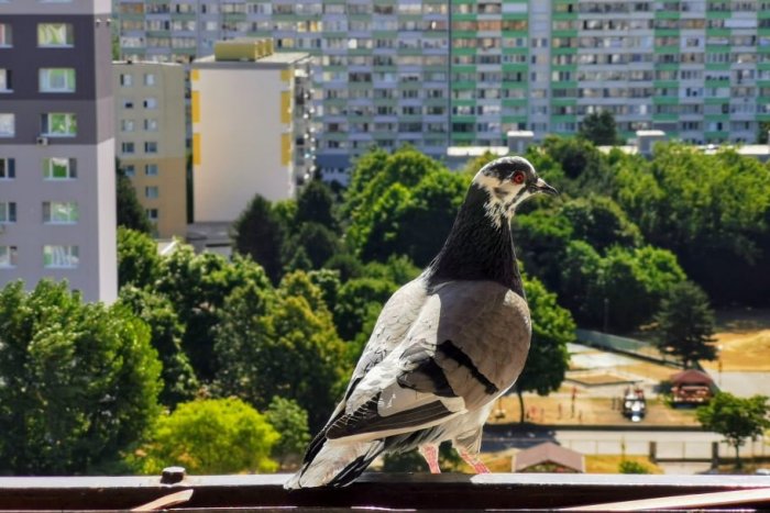 Ilustračný obrázok k článku Sídliskový postrach: Ako zabrániť holubom, aby si z vášho balkóna urobili toaletu?