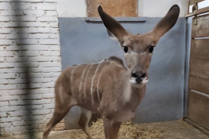 Ilustračný obrázok k článku Zoo Bojnice je bohatšia o vzácny druh antilopy: Dostala africké meno Anika