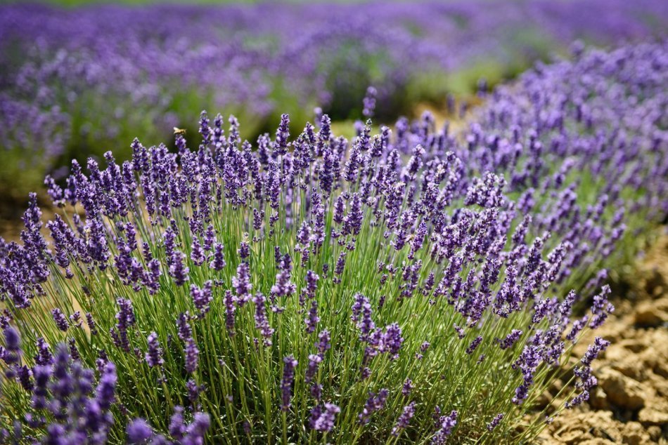 Ilustračný obrázok k článku Mesto vysadí nádherné levandule: Počkať však musia na príchod jari