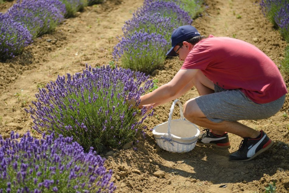 Ilustračný obrázok k článku Nádych Provensálska na skok od Nitry: Nazbierať si môžete voňavú levanduľu, FOTO