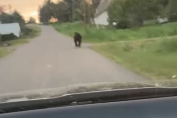 Ilustračný obrázok k článku Ďalšie VAROVANIE pred medveďom: Promenádoval sa medzi rodinnými domami! FOTO