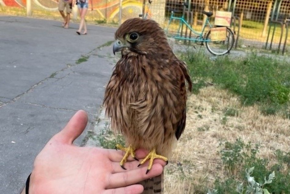 Ilustračný obrázok k článku Skvelá práca topoľčianskych policajtov: Z rozhorúčenej ulice zachránili mláďa sokola