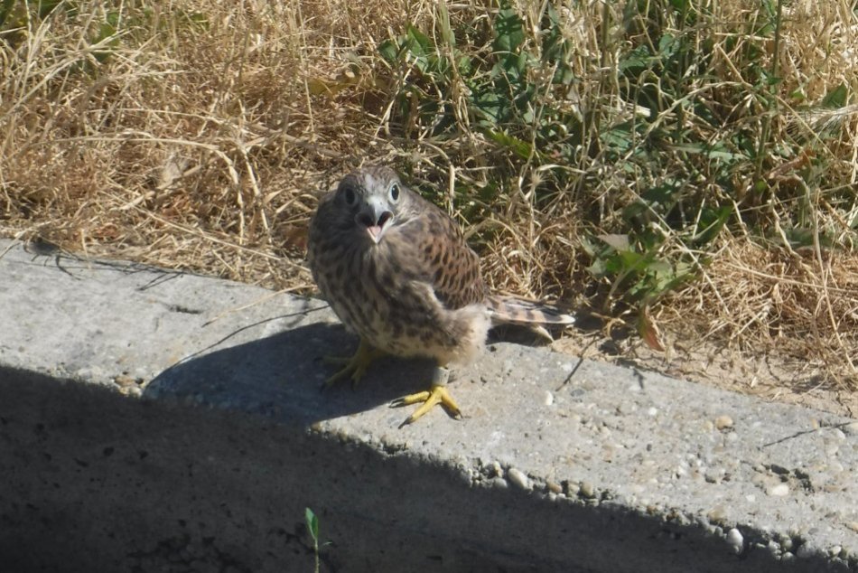 Ilustračný obrázok k článku Ďalší dravec skončil v dobrých rukách: Mestská polícia pomohla mladému sokolovi