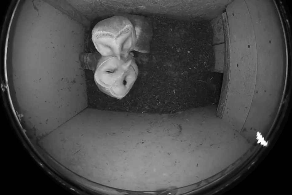 Ilustračný obrázok k článku Unikátne VIDEO zo života vtákov: Odhaľujeme sovy tak, ako ste ich ešte nevideli!