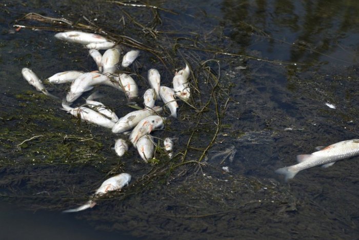 Ilustračný obrázok k článku Ekologická KATASTROFA na Morave: Uhynuli tony rýb, pre horúčavy im chýbal kyslík