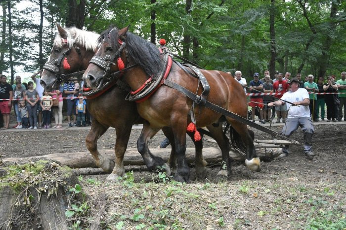 Ilustračný obrázok k článku Pri Nitre sa zídu furmani: Na pretekoch ukážu krásu aj silu koní