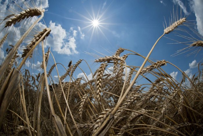 Ilustračný obrázok k článku U pšenice z Ukrajiny sa zistilo zvýšené množstvo pesticídov: Môže to ohroziť zdravie?