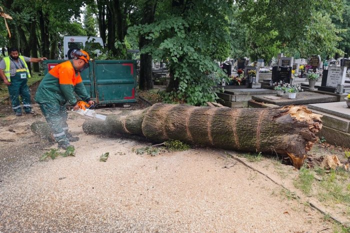Ilustračný obrázok k článku Bilancia najsilnejšej búrky roka: Spadlo 30 stromov, ďalšie desiatky sú poškodené, FOTO