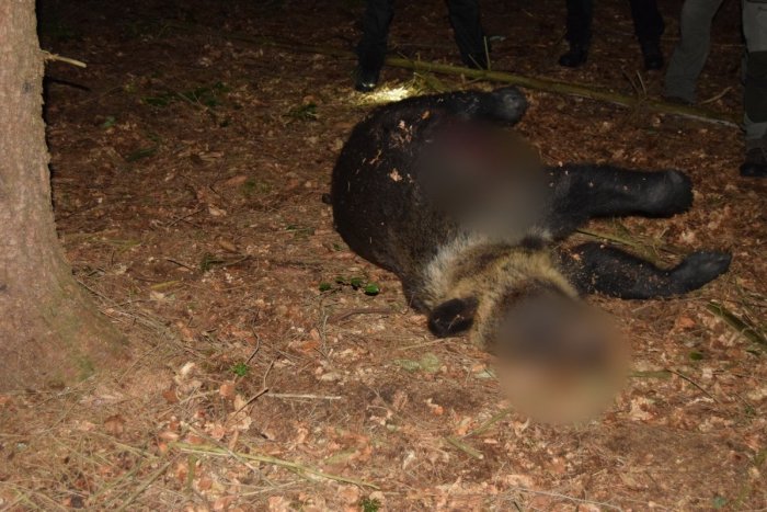 Ilustračný obrázok k článku Polícia rieši ďalší prípad usmrtenia medveďa: Našli ho v bystrickom okrese!