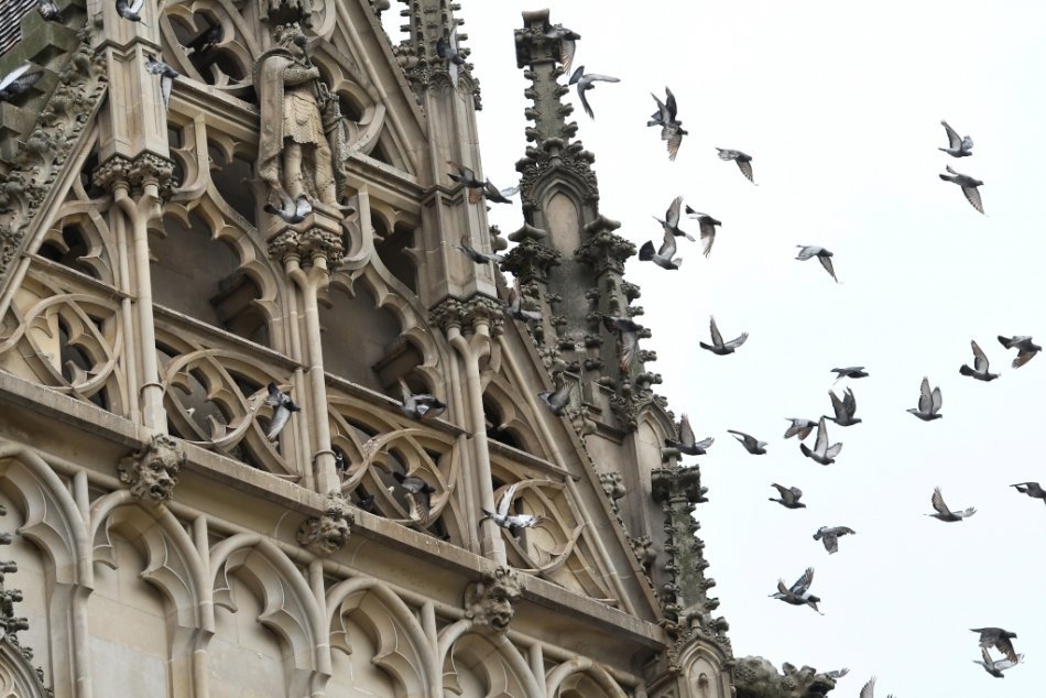 Ilustračný obrázok k článku Dóm sv. Alžbety ohrozujú holuby. Vtáčí trus poškodzuje podkrovie aj interiér, FOTO