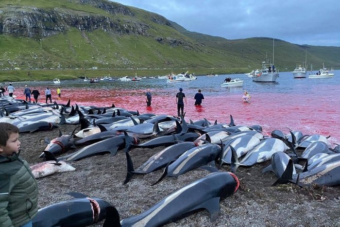 Ilustračný obrázok k článku Krutá a KRVAVÁ tradícia: Za jediný deň na Faerských ostrovoch UBODALI 1 400 delfínov