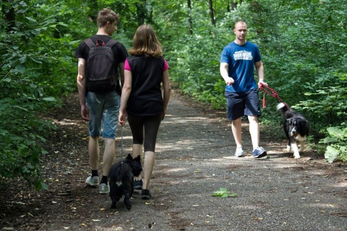 Ilustračný obrázok k článku Borovicový háj ako pľúca mesta. Mesto vykupuje pozemky a chce ho zrevitalizovať