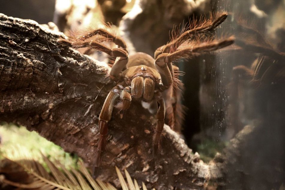 Ilustračný obrázok k článku Máte strach z pavúkov či škorpiónov? V Bystrici uvidíte naživo poriadne kúsky, FOTO