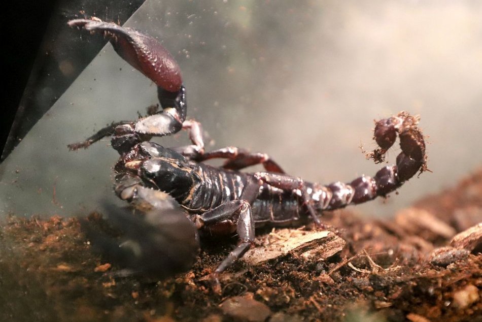 Ilustračný obrázok k článku V Brezne je nevšedná atrakcia: Obdivovať môžete živé škorpióny a pavúky