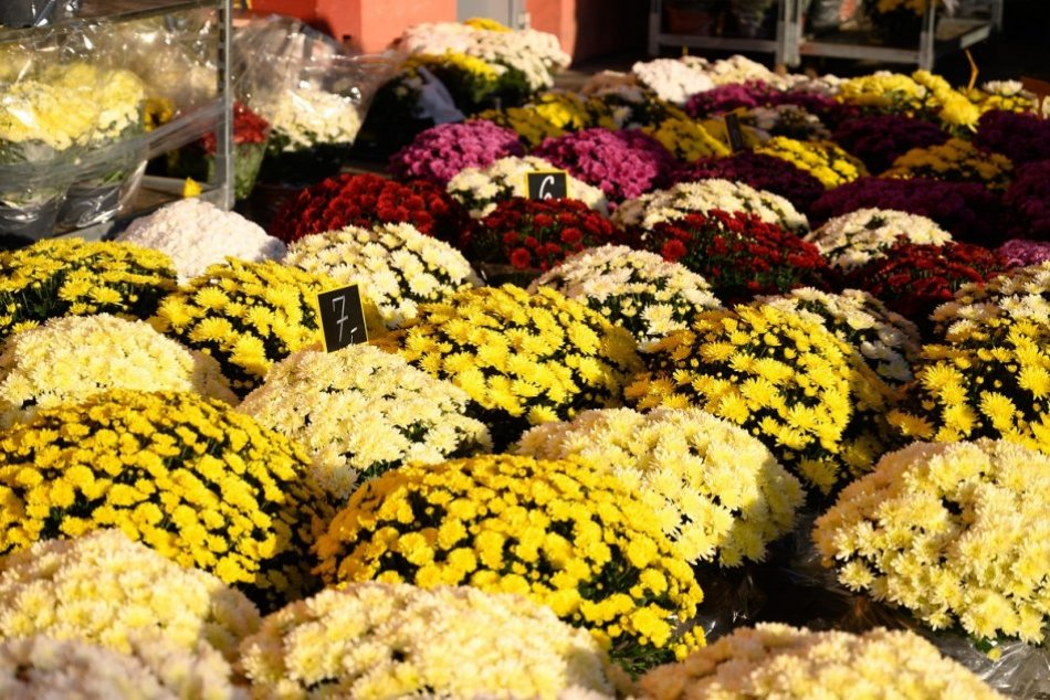 Ilustračný obrázok k článku Blíži sa Burza exotov a Farmárske trhy: Predávať budú aj chryzantémy