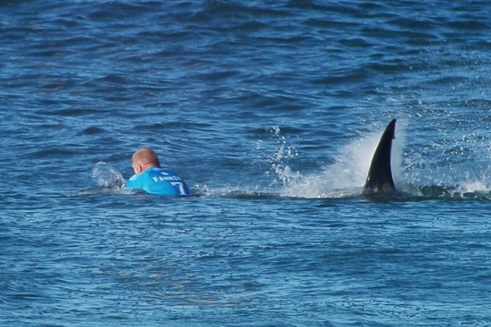 Ilustračný obrázok k článku Nezabíjajú úmyselne? Štúdia potvrdzuje, že žraloky si surferov mýlia s tuleňmi