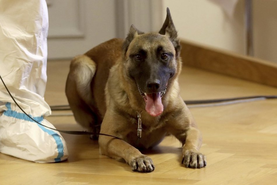 Ilustračný obrázok k článku KURIOZITA DŇA: Rakúska armáda vycvičila psov, ktorí dokážu VYŇUCHAŤ koronavírus