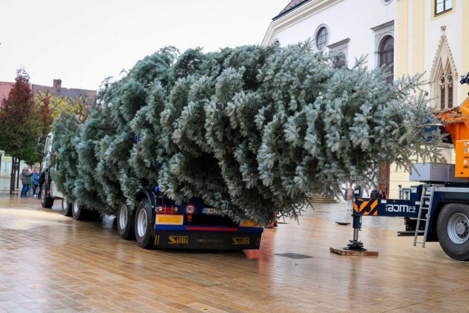 Ilustračný obrázok k článku Chcete „privítať“ vianočný stromček? Vieme, KEDY ho privezú na Hlavné námestie