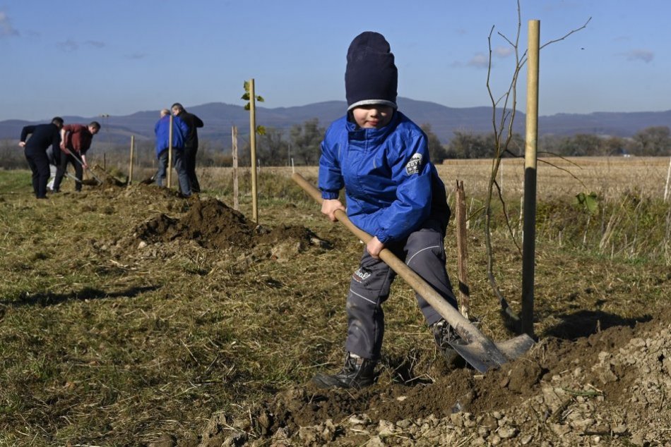 Ilustračný obrázok k článku Zaujímavý projekt v neďalekej obci: Vysadia tam STOVKY ovocných stromov
