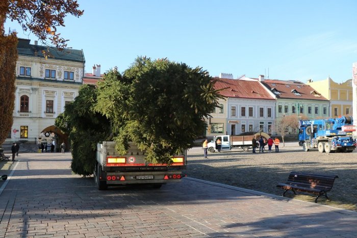 Ilustračný obrázok k článku Roky bol na Sekčove: Smrek obyčajný bude teraz dominantou Vianoc v centre Prešova, FOTO