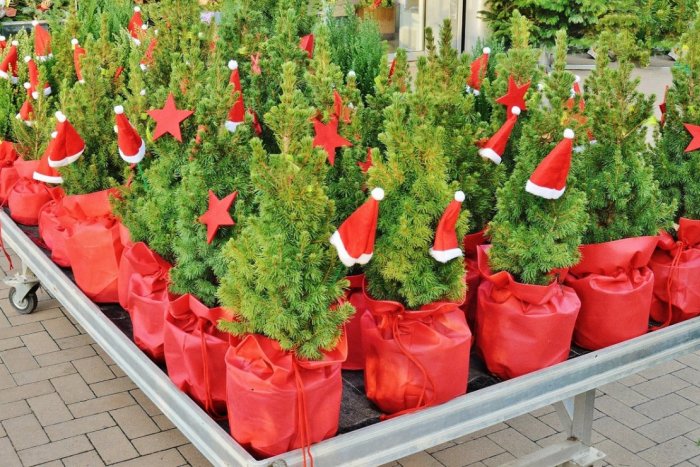 Ilustračný obrázok k článku Aj vaše Vianoce môžu byť EKO: Mesto dá druhú šancu stromčekom v črepníkoch