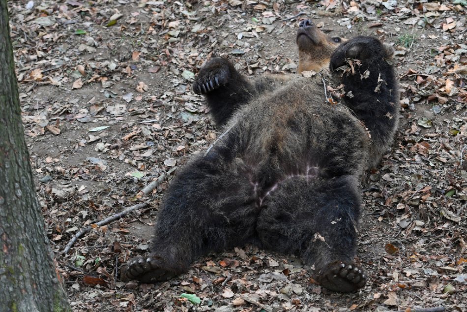 Ilustračný obrázok k článku Úradujú v Banskobystrickom kraji PYTLIACI? Ochranári evidujú už 3 mŕtvych medveďov
