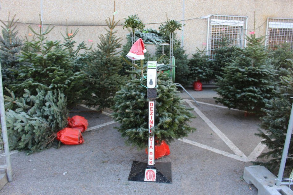 Ilustračný obrázok k článku Zháňate vianočný stromček? V Bystrici sa dá kúpiť už za pár eur, FOTO