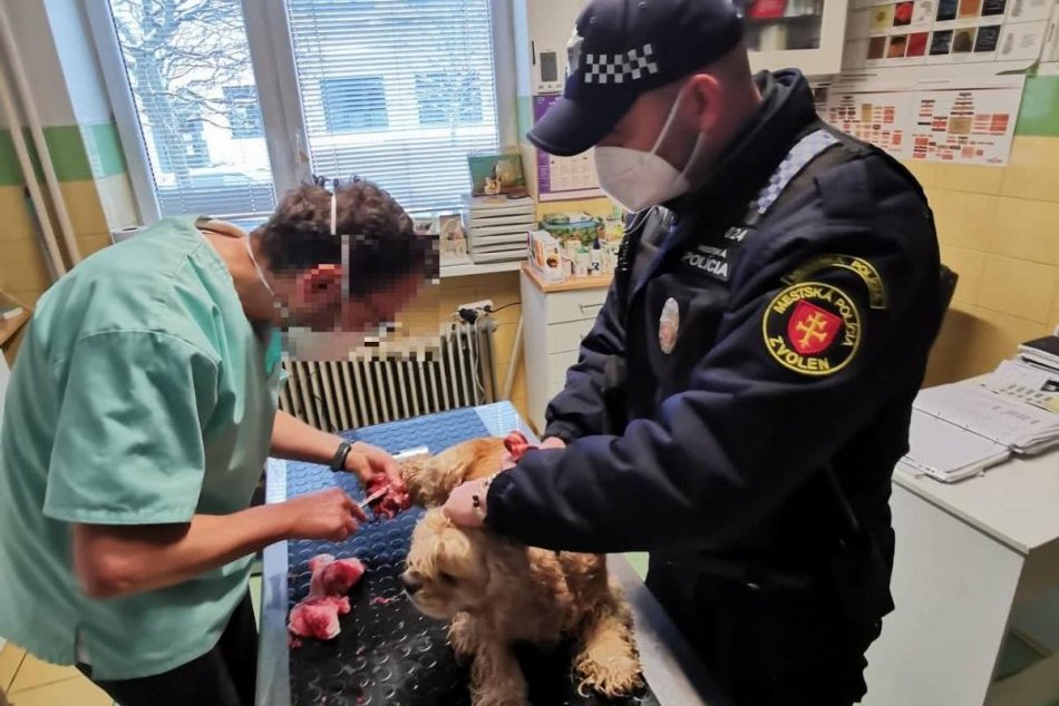 Ilustračný obrázok k článku Mestskí policajti vo Zvolene ratovali zraneného psíka: Príbeh mal šťastný koniec, FOTO