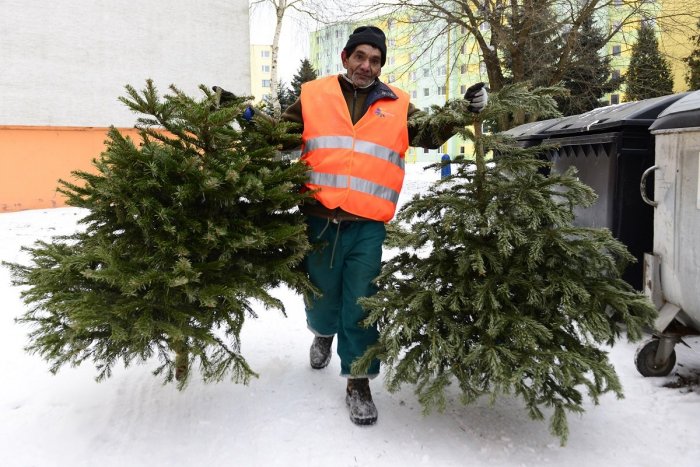 Ilustračný obrázok k článku Po Vianociach začína zber: Spôsob, ako sa v Považskej ľahko zbaviť stromčeka