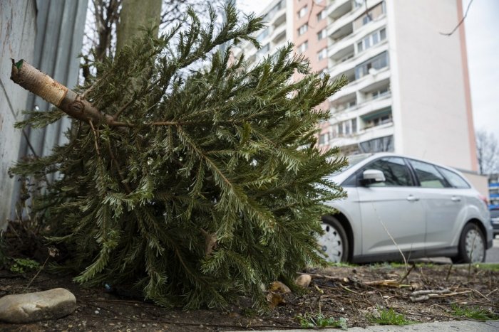 Ilustračný obrázok k článku V Humennom začal zber vianočných stromčekov. Ako často ich budú odvážať?