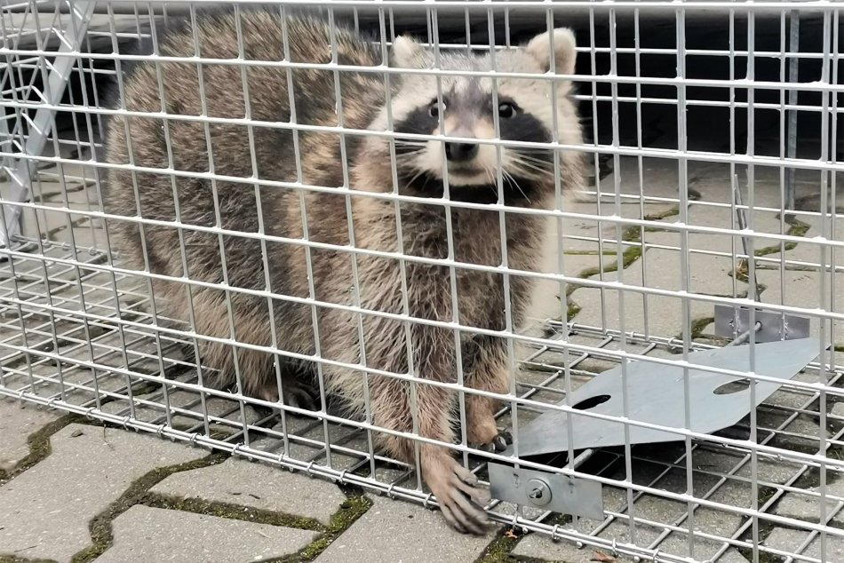 Ilustračný obrázok k článku Nezvyčajná akcia mestskej polície: Odchytila zatúlaného medvedíka čistotného, FOTO