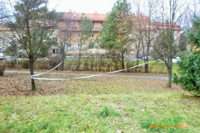 Ilustračný obrázok k článku Niekto na Komenského urputne zrezával obrovský strom: Prichytila ho mestská polícia