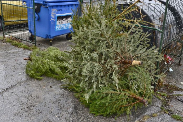 Ilustračný obrázok k článku Čo s nepotrebným vianočným stromčekom? V Topoľčanoch prebehne ich zber