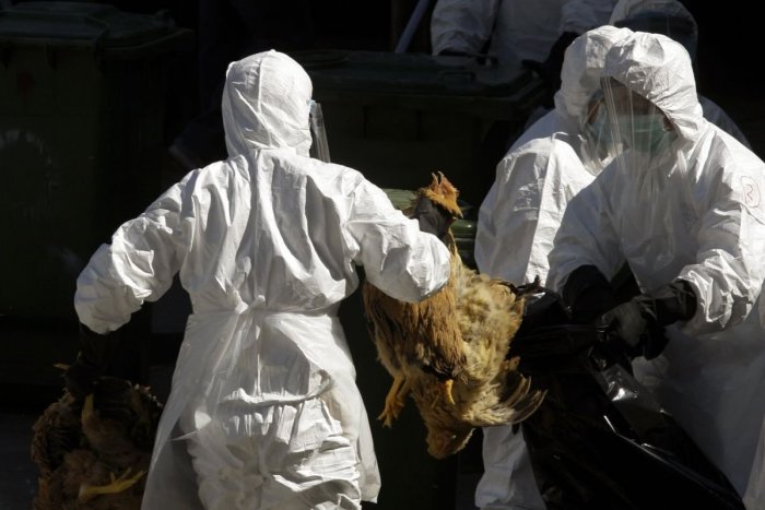 Ilustračný obrázok k článku Nová vtáčia chrípka môže byť problém: Hrozí vyššie riziko prenosu na ČLOVEKA
