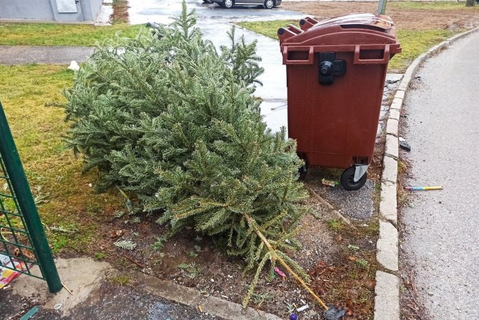 Ilustračný obrázok k článku Trnava začne so zberom vianočných stromčekov: Poputujú do kompostárne