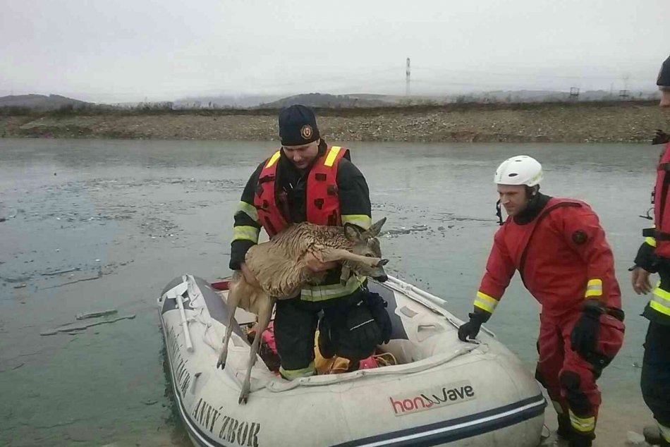 Ilustračný obrázok k článku Kuriózna záchranná akcia na Liptove: Bezbranný srnček sa topil v ľadovej vode, FOTO