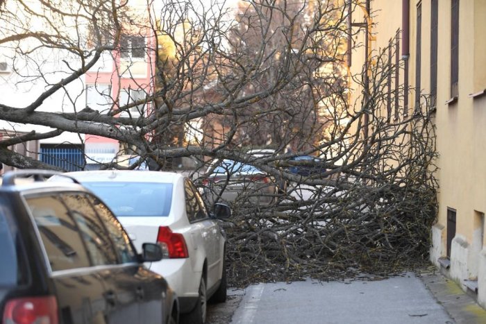 Ilustračný obrázok k článku Víkendové počasie vyvracalo v Lučenci stromy: Mesto sa vyjadrilo k škodám na majetku