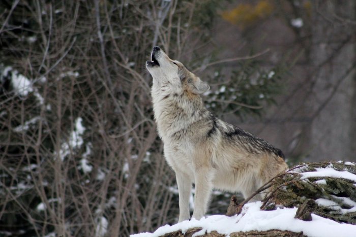 Ilustračný obrázok k článku Nepovolený lov v lokalite Šoltysky: Neznámy strelec surovo usmrtil vlka