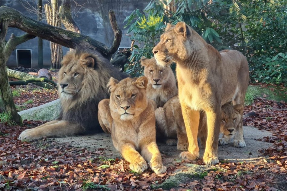 Ilustračný obrázok k článku Bojnický rodák Ramzes sa činil v Holandsku: Založil si krásnu leviu rodinu, FOTO