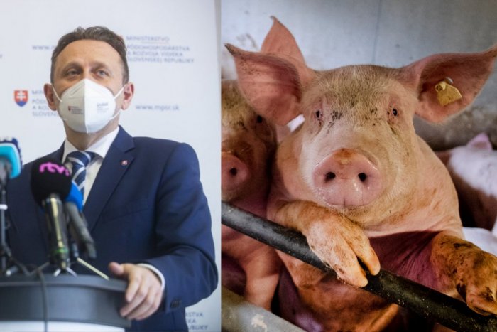 Ilustračný obrázok k článku Škandál so sviňami chcel vraj Matovičov minister UTUTLAŤ! Opozícia žiada Vlčanovu demisiu