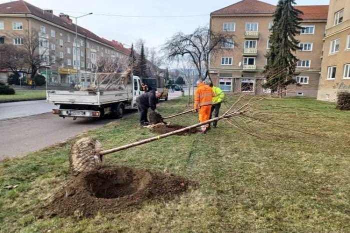 Ilustračný obrázok k článku V Prievidzi ukončili výsadbu stromov: Tieto časti mesta budú zelenšie