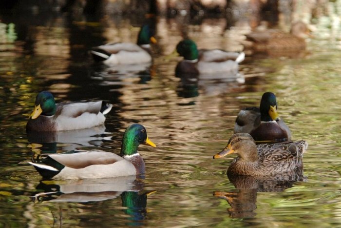Ilustračný obrázok k článku V liptovskej časti Národného parku Nízke Tatry ubudlo vodné vtáctvo