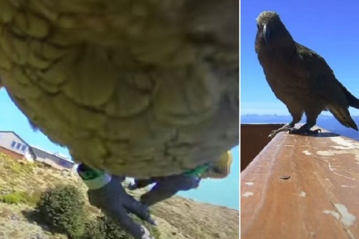 Ilustračný obrázok k článku KURIOZITA DŇA: Papagáj ukradol GoPro kameru a popritom natáčal krásne zábery!