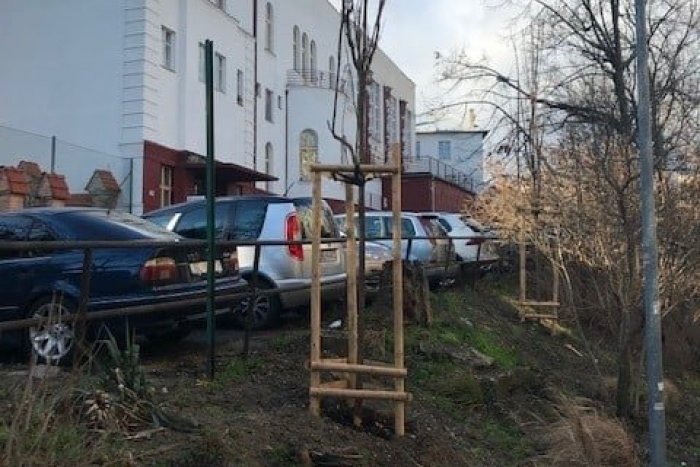 Ilustračný obrázok k článku Kto je schopný nechutného barbarstva? Niekto POŠKODIL mladé stromy v centre Bratislavy