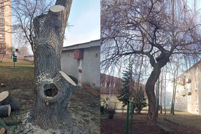 Ilustračný obrázok k článku V uliciach Topoľčian bude bezpečnejšie: Mesto pokračuje s výrubom chorých stromov
